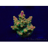 WYSIWYG Acropora Marikultur akklimatisiert LED