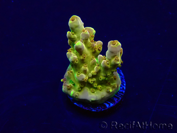 WYSIWYG Acropora Maricultuur geacclimatiseerd LED