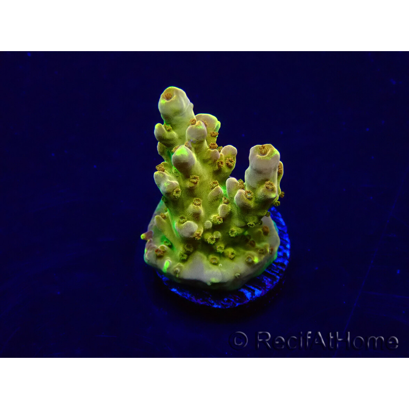 WYSIWYG Acropora Mariculture acclimated LED