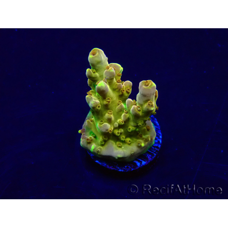 WYSIWYG Acropora Mariculture acclimated LED
