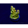 WYSIWYG Acropora Maricultura aclimatada LED