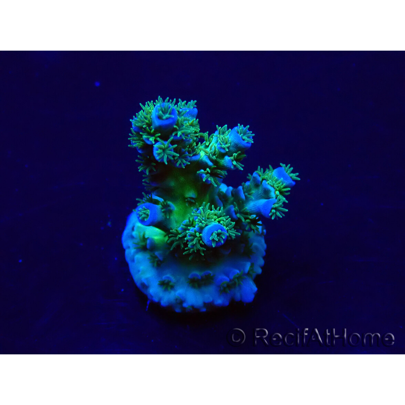 WYSIWYG Acropora Maricultura aclimatada LED