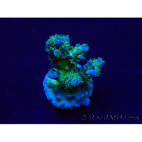 WYSIWYG Acropora Maricultured acclimated LED