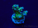 WYSIWYG Acropora Mariculture acclimaté led