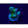 WYSIWYG Acropora Maricultura aclimatada LED