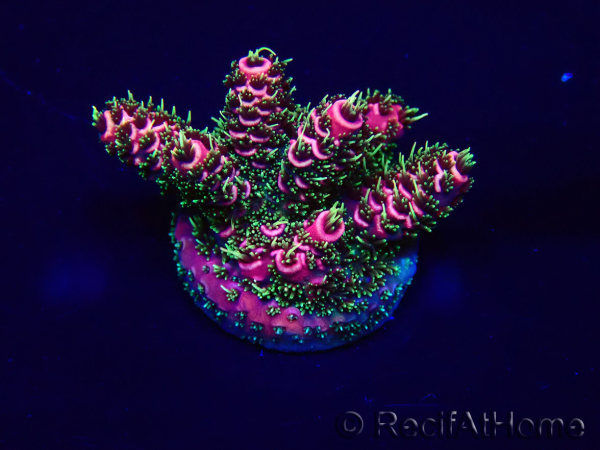 WYSIWYG Acropora Mariculture acclimated LED