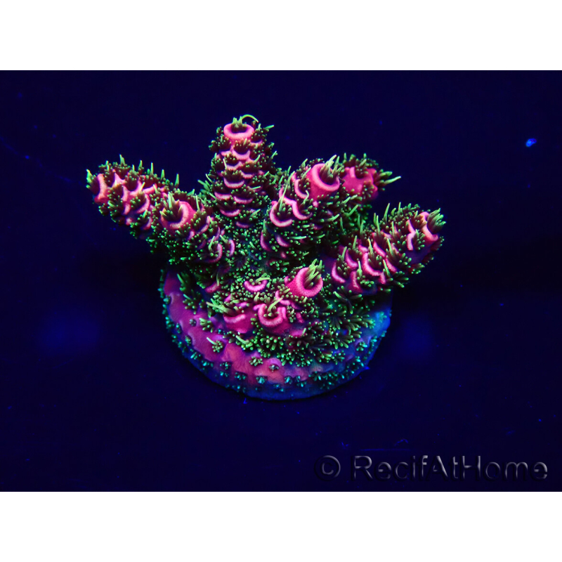 WYSIWYG Acropora hyacinthus 15A11 Mariculture acclimaté led
