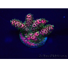 WYSIWYG Acropora hyacinthus 15A11 Mariculture acclimaté led