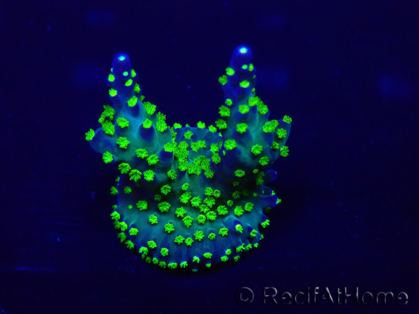 WYSIWYG Acropora Mariculture acclimated LED