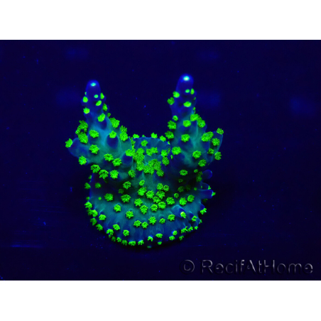 WYSIWYG Acropora Maricoltura acclimatata a LED