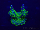 WYSIWYG Acropora Mariculture acclimated LED