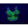WYSIWYG Acropora Maricoltura acclimatata a LED