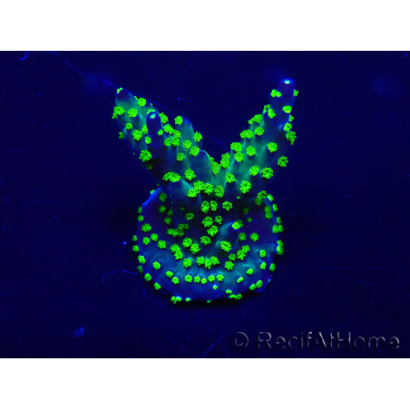 WYSIWYG Acropora Marikultur akklimatisiert LED