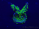 WYSIWYG Acropora Maricoltura acclimatata led