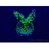 WYSIWYG Acropora 15B1 Mariculture acclimaté led
