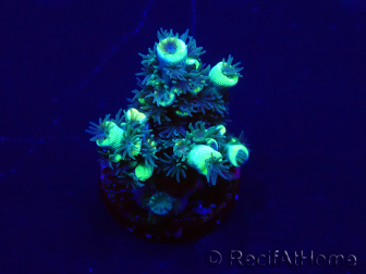 WYSIWYG Acropora tenuis 15B2 Mariculture acclimaté led
