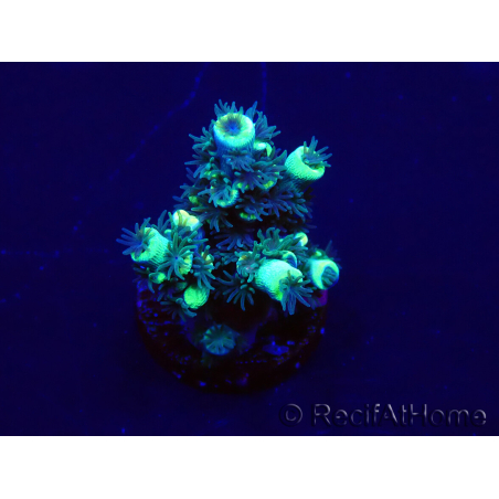 WYSIWYG Acropora tenuis 15B2 Mariculture acclimaté led