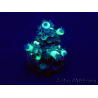 WYSIWYG Acropora tenuis Mariculture acclimated LED