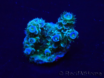 WYSIWYG Acropora tenuis 15B4 Mariculture acclimaté led