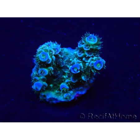 WYSIWYG Acropora acclimated LED