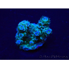 WYSIWYG Acropora aclimatado led