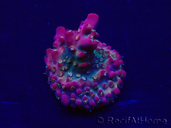 WYSIWYG Acropora 15B6 Mariculture acclimaté led