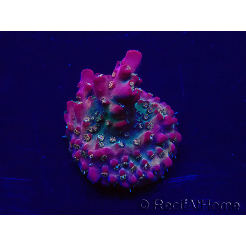 WYSIWYG Acropora Marikultur akklimatisiert LED