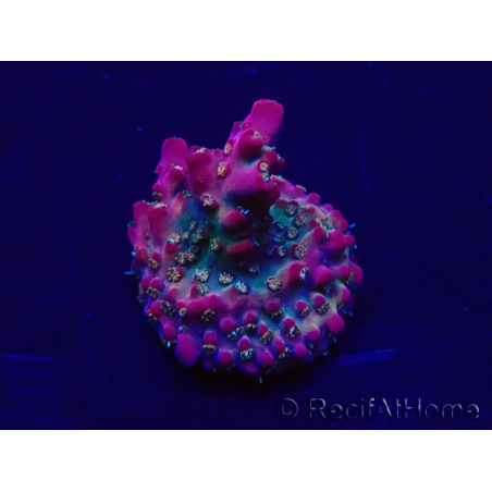 WYSIWYG Acropora 15B6 Mariculture acclimaté led