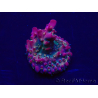 WYSIWYG Acropora Mariculture acclimaté led