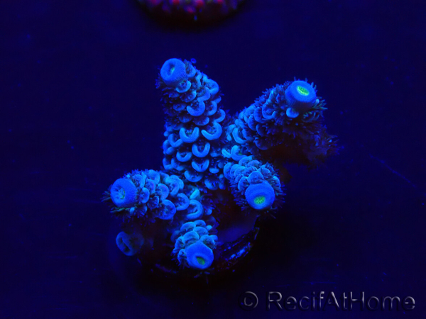 WYSIWYG Acropora Maricultura aclimatada LED