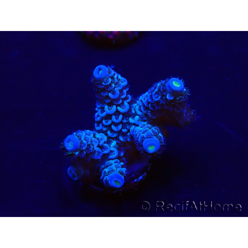 WYSIWYG Acropora tenuis 15B8 Mariculture acclimaté led