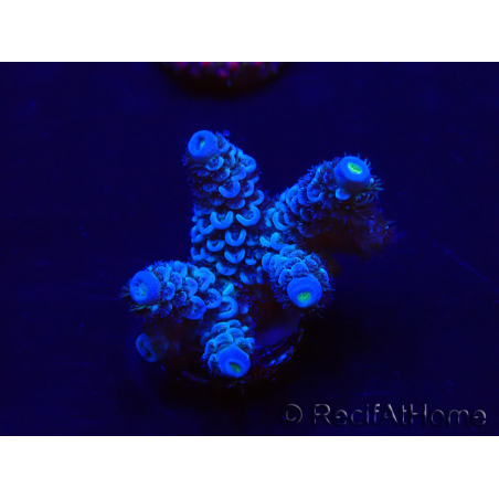 WYSIWYG Acropora tenuis 15B8 Mariculture acclimaté led