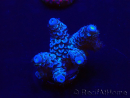 WYSIWYG Acropora Marikultur akklimatisiert LED