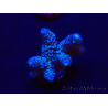 WYSIWYG Acropora tenuis 15B8 Mariculture acclimaté led