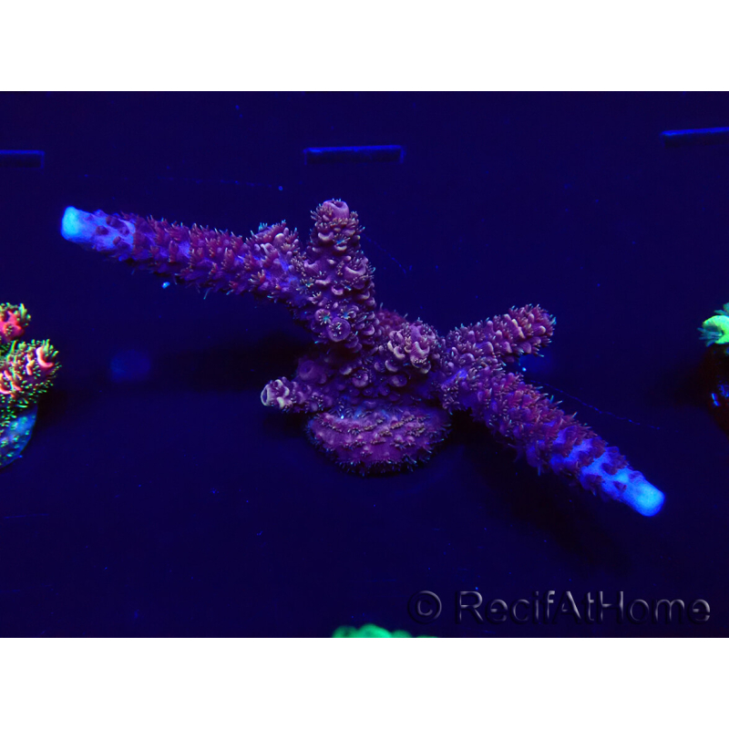 WYSIWYG Acropora 15B9 Mariculture acclimaté led