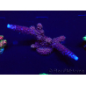 WYSIWYG Acropora aclimatado led
