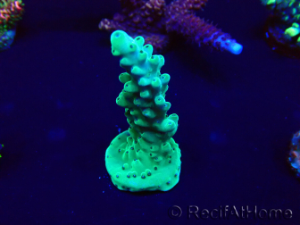 WYSIWYG Acropora granulosa 15B10 Mariculture acclimaté led