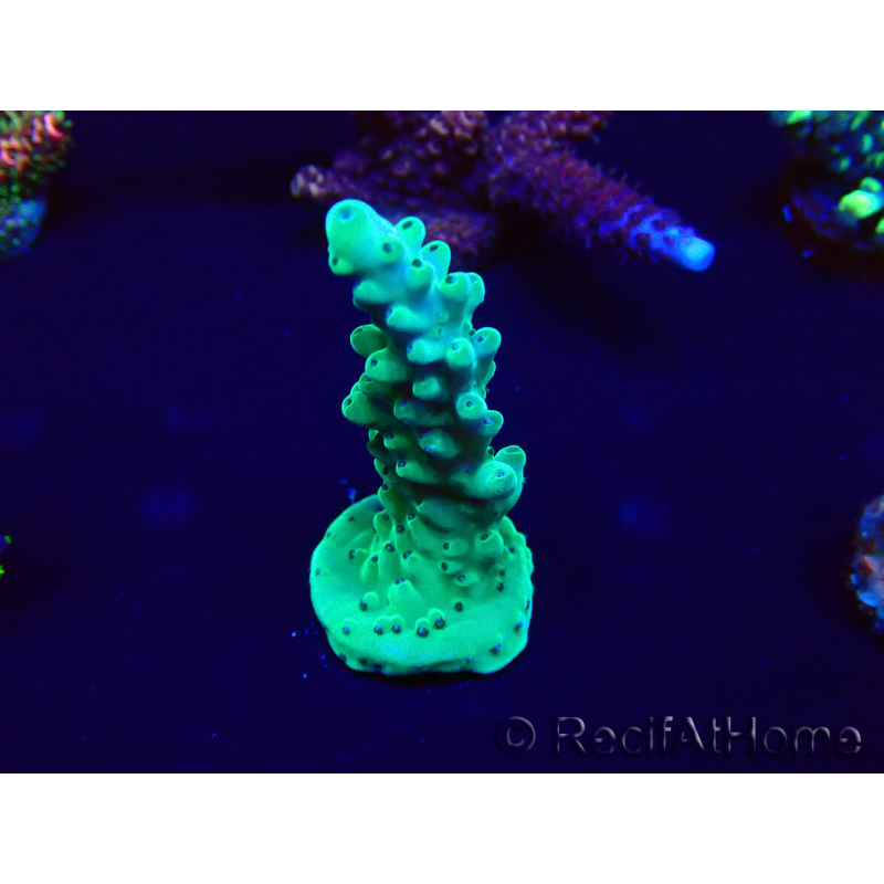 WYSIWYG Acropora granulosa 15B10 Mariculture acclimaté led