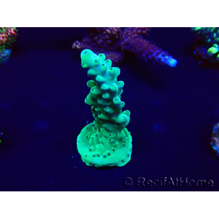 WYSIWYG Acropora granulosa 15B10 Mariculture acclimaté led