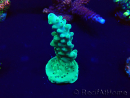 WYSIWYG Acropora Geacclimatiseerde maricultuur LED