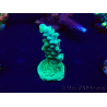 WYSIWYG Acropora granulosa 15B10 Mariculture acclimaté led