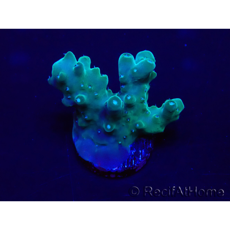 WYSIWYG Acropora granulosa 15B11 Mariculture acclimaté led