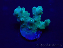 WYSIWYG Acropora Marikultur akklimatisiert LED
