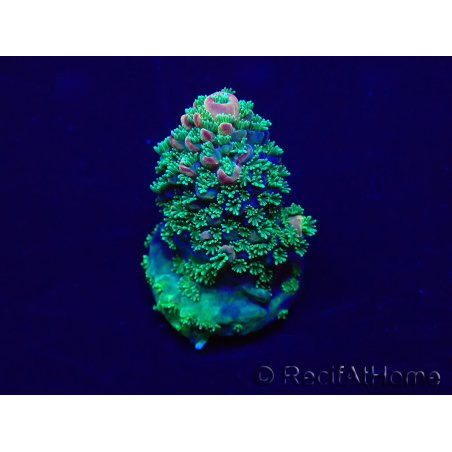 WYSIWYG Acropora 15B12 Mariculture acclimaté led