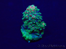WYSIWYG Acropora Maricultuur geacclimatiseerd LED