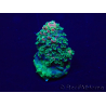 WYSIWYG Acropora 15B12 Mariculture acclimaté led