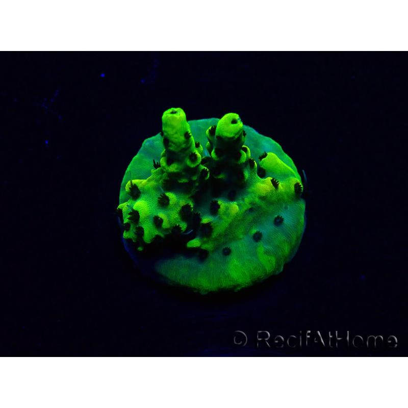 WYSIWYG Acropora Mariculture acclimated LED