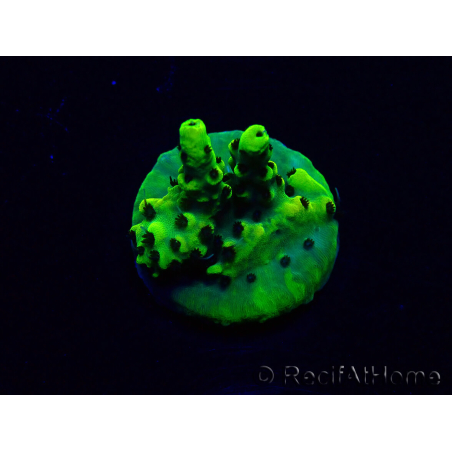 WYSIWYG Acropora 15C1 Mariculture acclimaté led