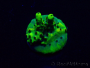 WYSIWYG Acropora Maricoltura acclimatata a LED