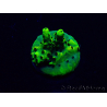 WYSIWYG Acropora 15C1 Mariculture acclimaté led